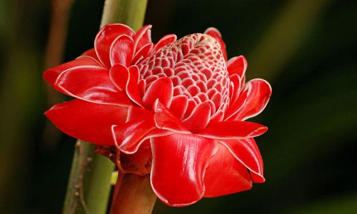 Chiêm ngưỡng loài hoa sen độc nhất vô nhị trên thế giới