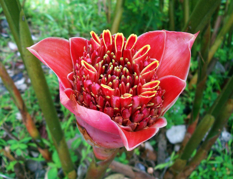 Từ 2-3 năm tuổi trở đi 1 bụi hoa có thể cho năng suất từ 50 - 200 bông/năm.