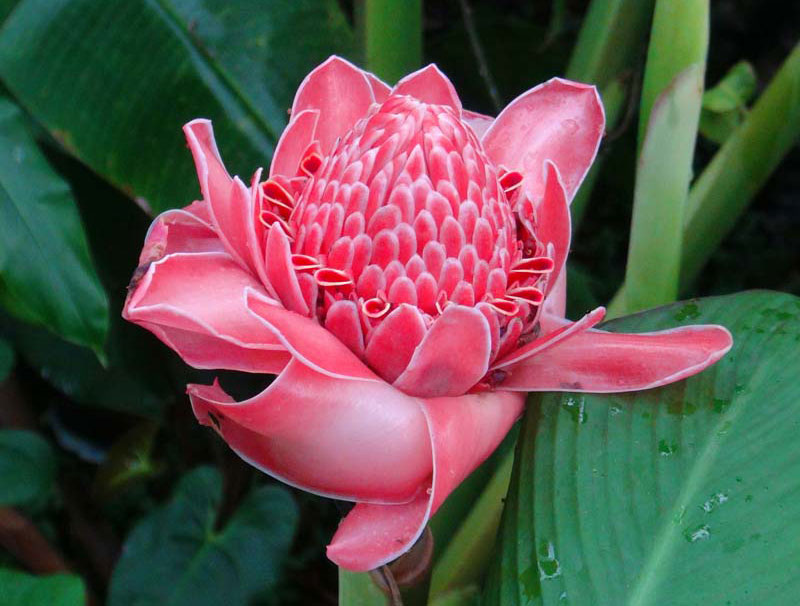 Ở Thái Lan, đa lộc có tên gọi là "đậu khấu". Đậu khấu là một loài hoa quý. Thời xa xưa, tại Thái Lan, hoa đậu khấu chỉ dành riêng cho các bậc vua chúa, quý tộc, được bày biện ở những nơi sang trọng. Hoa còn được dùng để vẫy chào trong lễ đón các nguyên thủ quốc gia. Hoặc khi đã tặng ai một chú voi, người cỡi voi cũng cầm trên tay hoa ha lộc biểu hiện sự cao sang.