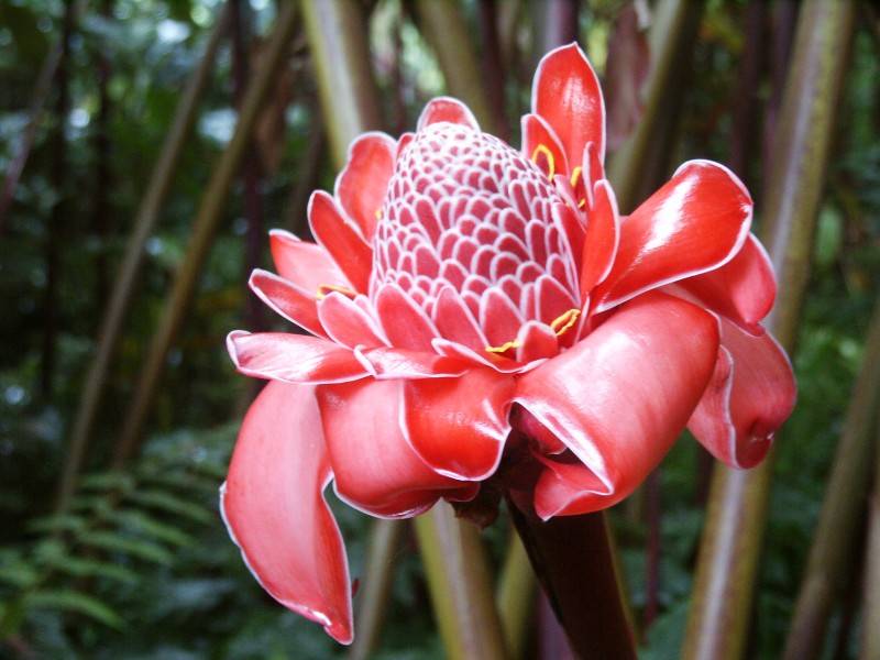 Cây đa lộc ưa thích ánh nắng và khí hậu nóng ẩm, cần ánh nắng đầy đủ, nhưng cũng có thể chịu bóng. Thích hợp với đất pha cát giàu mùn và có tính hơi chua. Nhiệt độ sinh trưởng thích hợp là 20 - 30 độ C.
