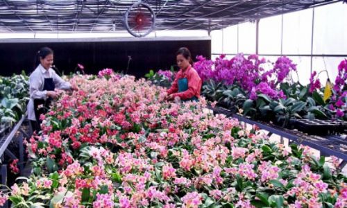 Giới thiệu điển hình đổi mới sáng tạo - Sản phẩm hoa lan Hồ điệp công nghệ cao