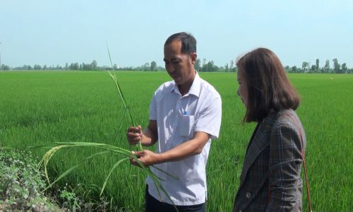 Triển khai hoạt động khảo sát, đẩy nhanh tiến độ thực hiện đề tài “Xây dựng, khai thác và phát triển thương hiệu Gạo sạch Thạnh Đạt” tại huyện Thới Lai, TP. Cần Thơ.