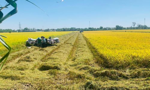 Ban chủ nhiệm Dự án “Phát triển thương hiệu Gạo sạch Thạnh Đạt” làm việc với Hợp tác xã Nông nghiệp sạch Thạnh Đạt về thu hoạch mô hình và tăng tốc tiến độ thực hiện Dự án