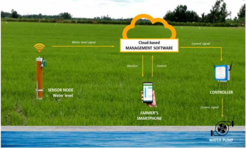 Tiết kiệm nước trong canh tác lúa nhờ ứng dụng IoT